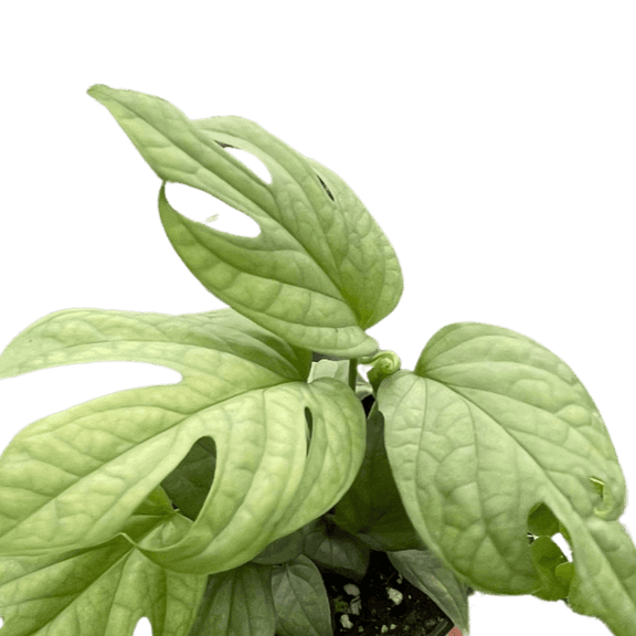 philodendron amydrium silver Amydrium 'Silver'
