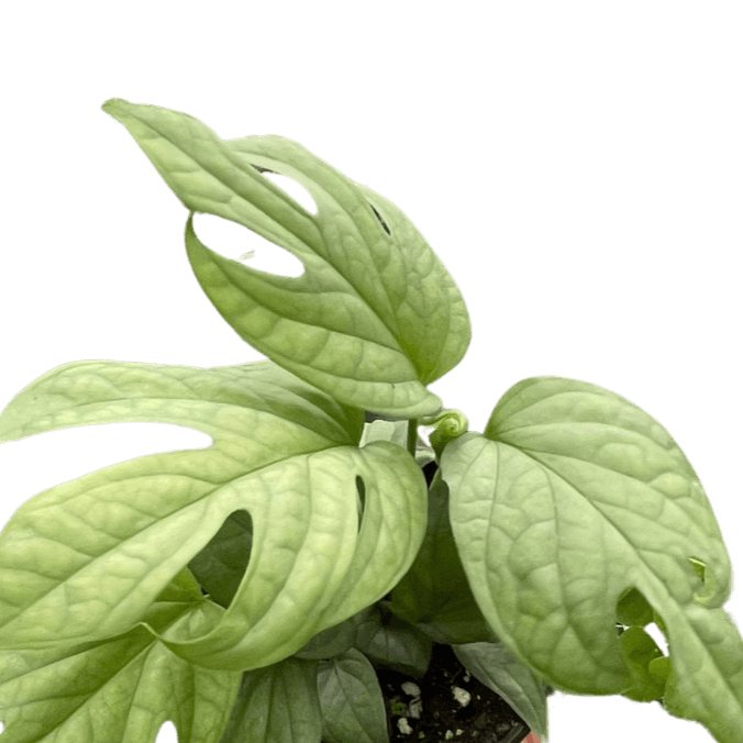 Close up of Amydrium 'Silver' | Exotic & Rare Climbing Aroid – All About Planties