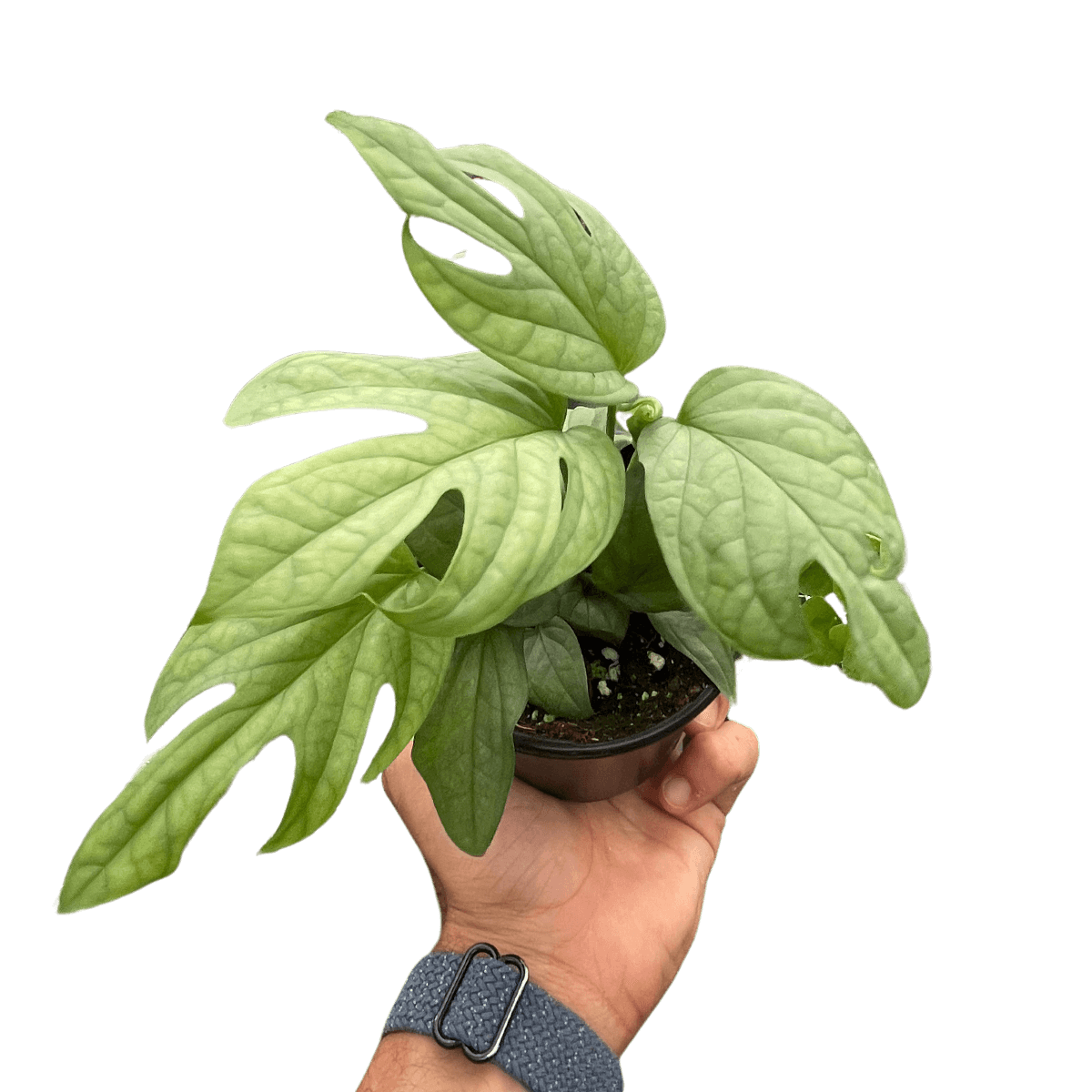 Hand holding a Amydrium 'Silver' | Exotic & Rare Climbing Aroid – All About Planties
