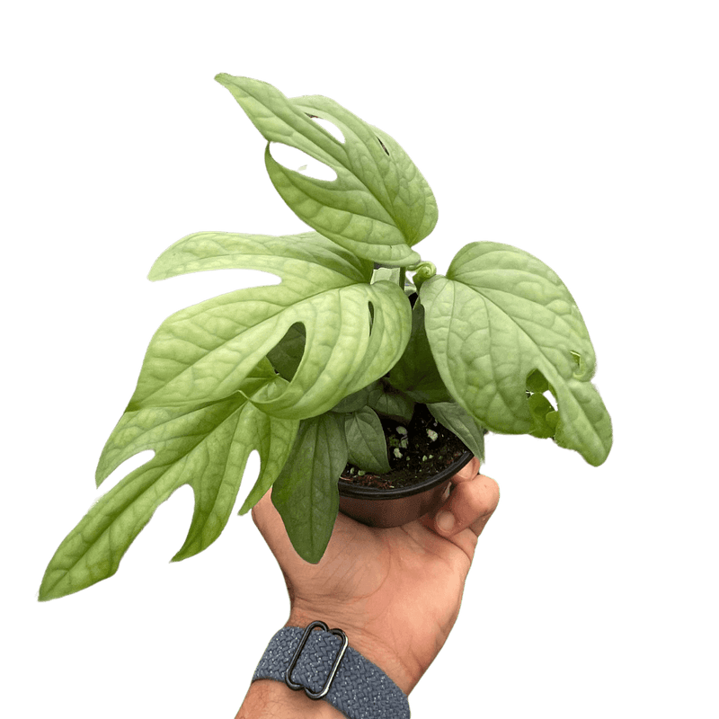 Hand holding a Amydrium 'Silver' | Exotic & Rare Climbing Aroid – All About Planties