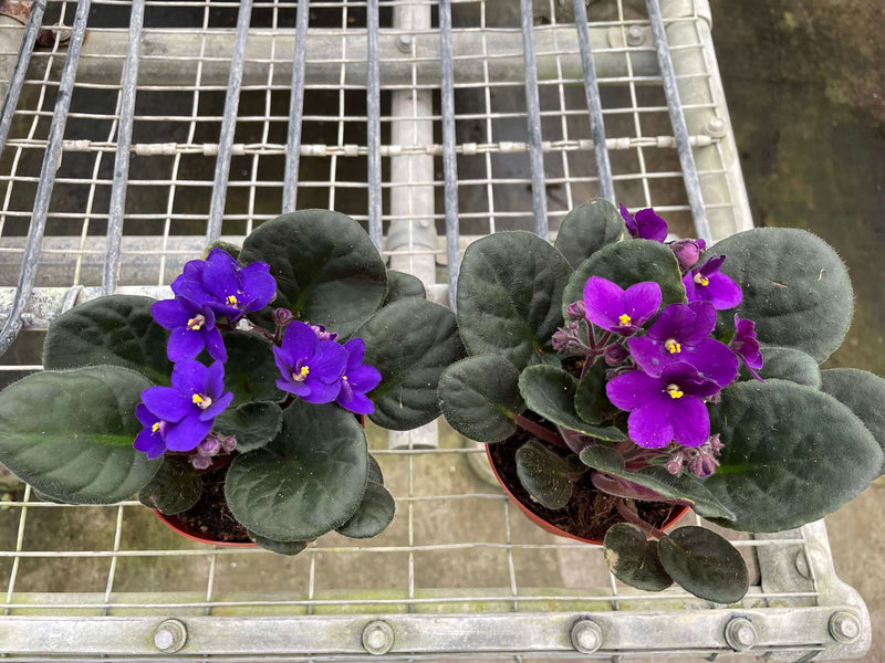 Violeta africana