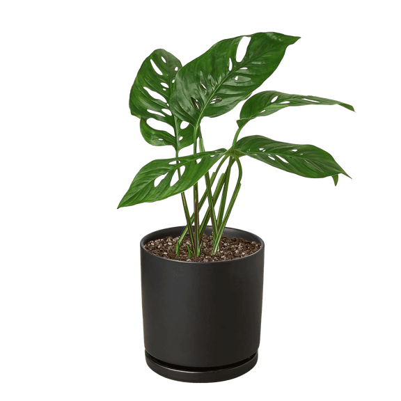 swiss cheese plant potting Monstera Adansonii Swiss Cheese
