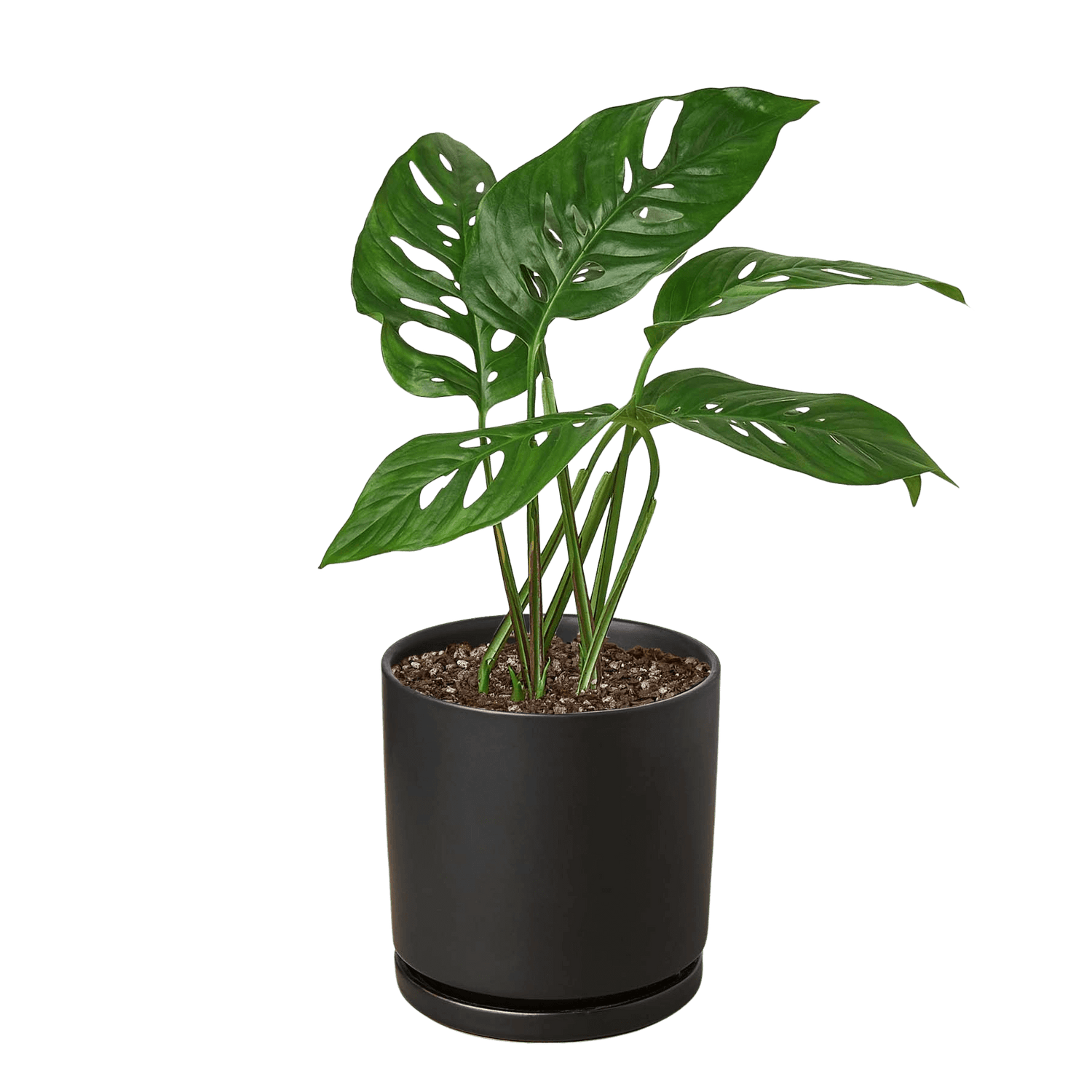 Monstera Adansonii Swiss Cheese