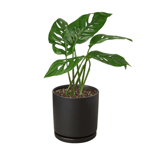 Monstera Adansonii Swiss Cheese plant with perforated heart-shaped leaves in 4-inch black ceramic pot