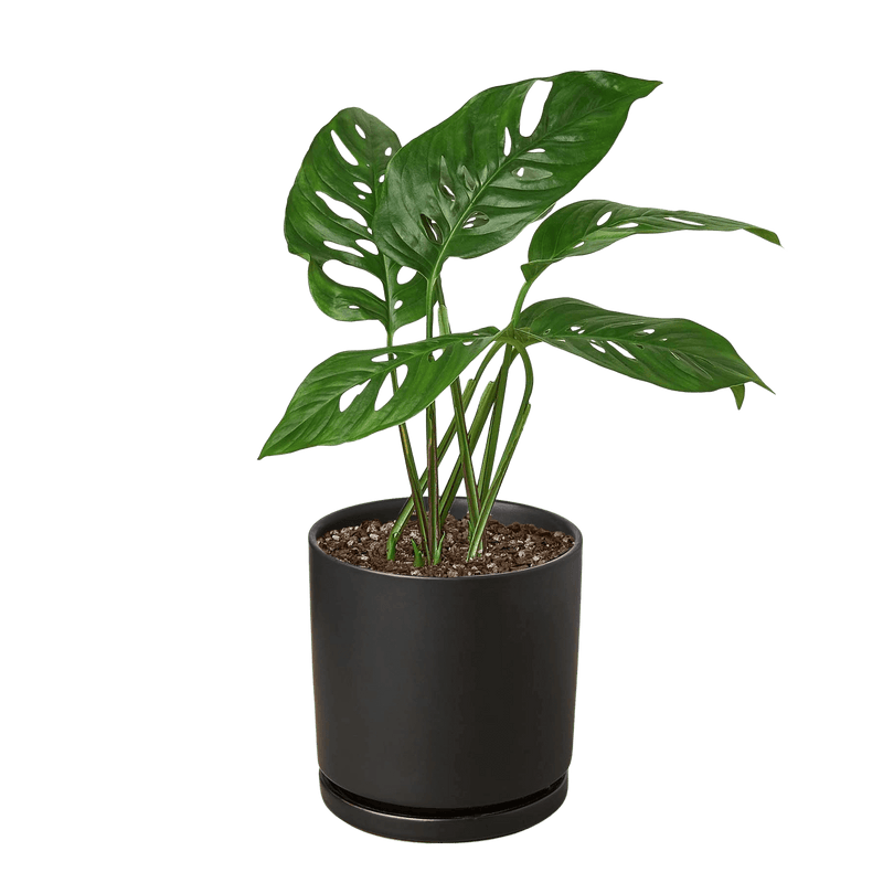 Monstera Adansonii Swiss Cheese plant with perforated heart-shaped leaves in 4-inch black ceramic pot