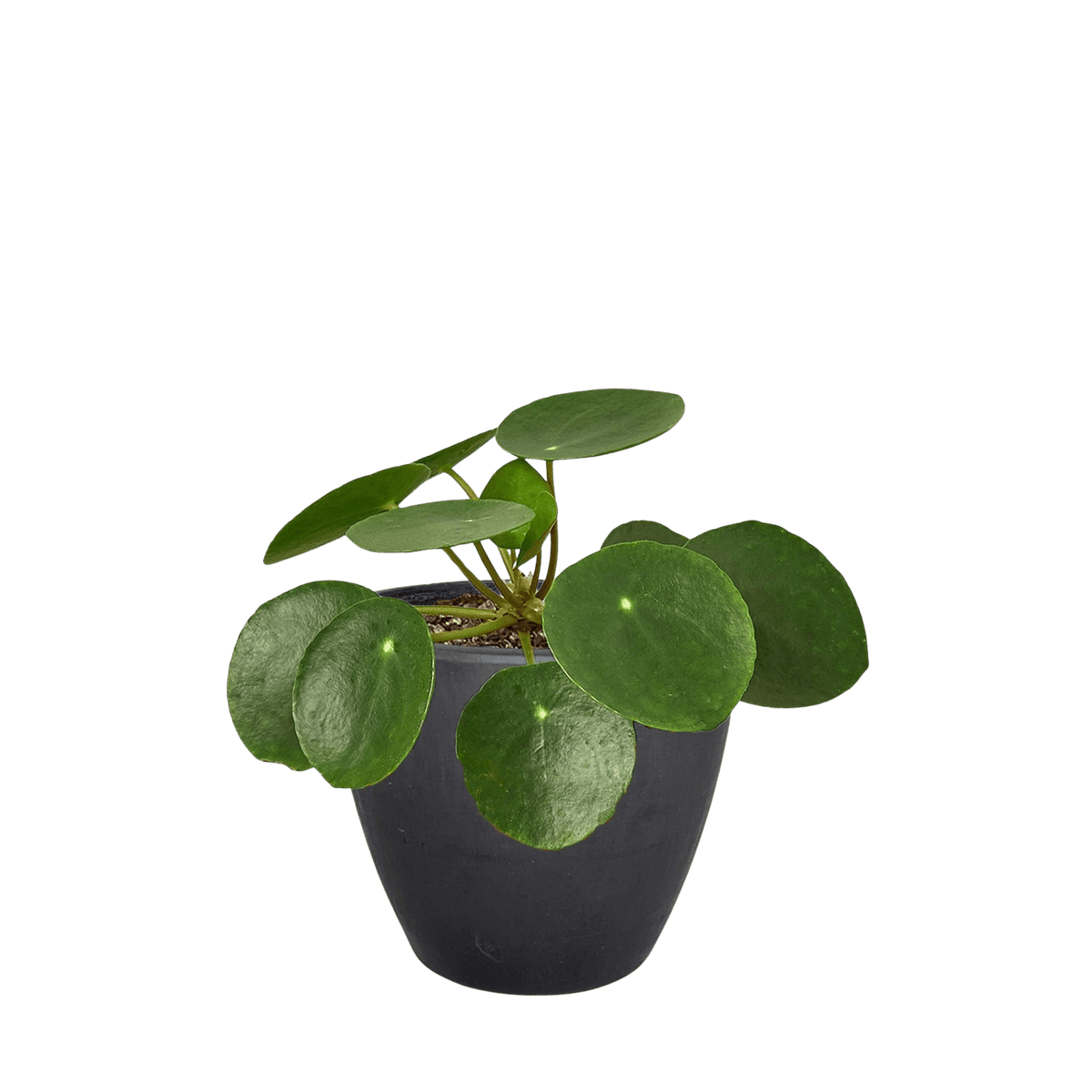 Potted chinese money plant with round green leaves on a white background
