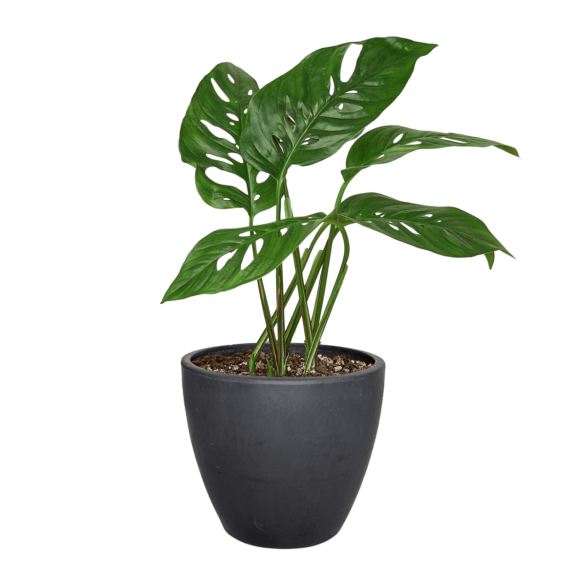 Monstera Adansonii Swiss Cheese plant with perforated heart-shaped leaves in 4-inch black curved pot