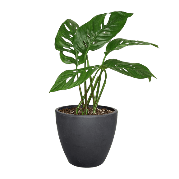 Monstera Adansonii Swiss Cheese plant with perforated heart-shaped leaves in 4-inch black curved pot
