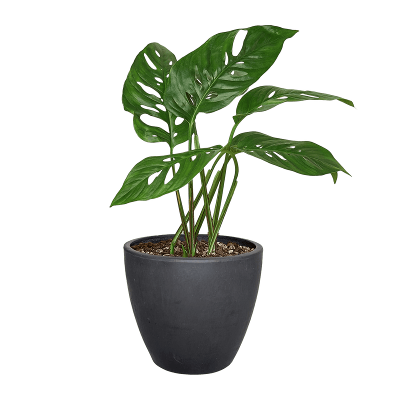 Monstera Adansonii Swiss Cheese plant with perforated heart-shaped leaves in 4-inch black curved pot