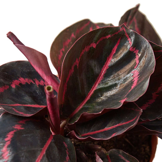 Close up of Calathea Dottie | All About Planties