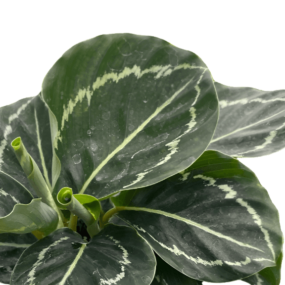 close up of calathea-green-goddess-plant