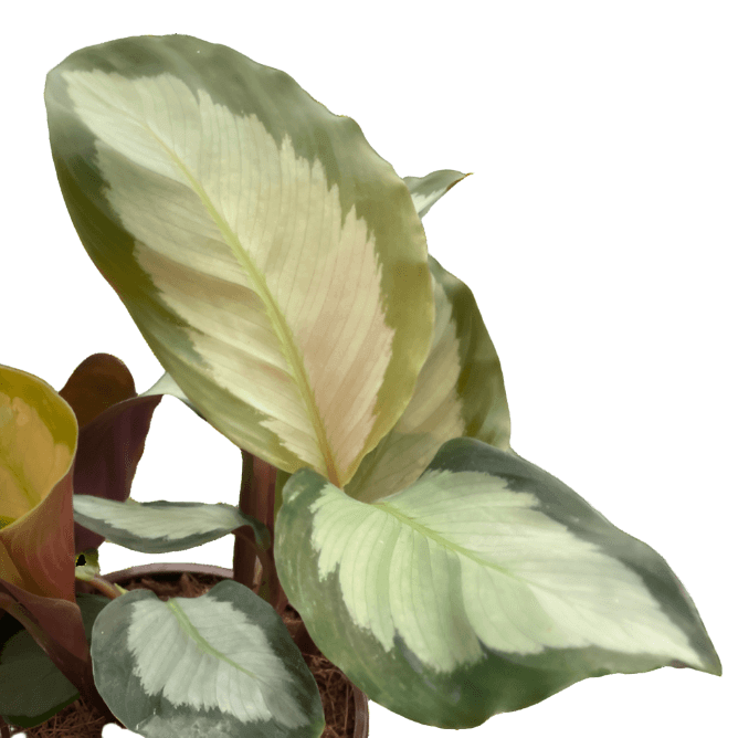 close up of calathea picturata plant in a pot  by All About Planties™