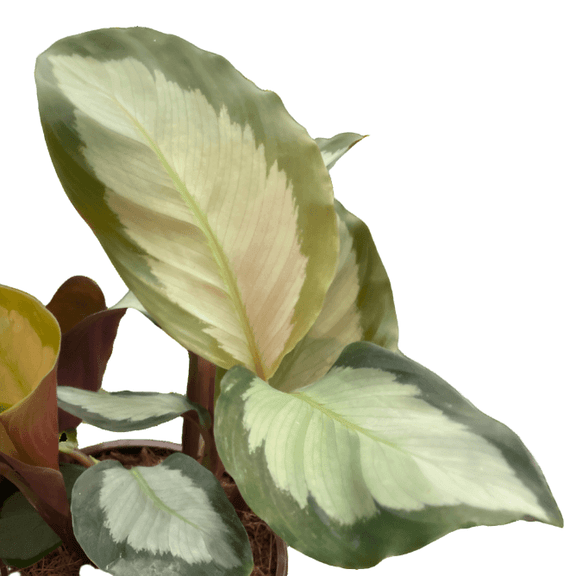 close up of calathea picturata plant in a pot  by All About Planties™