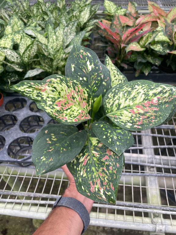 Chinese Evergreen 'Wishes' in greenhouse | Vibrant and Easy-Care Indoor Plant