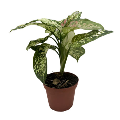 Chinese Evergreen 'Wishes' | Vibrant and Easy-Care Indoor Plant