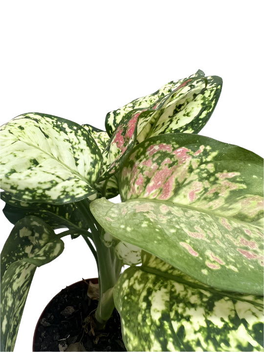 Close up of Chinese Evergreen 'Wishes' | Vibrant and Easy-Care Indoor Plant