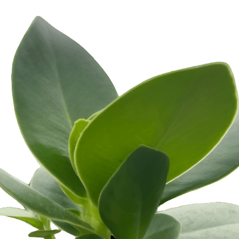 Close up of clusia-princess-autograph-tree-plant from All About Planties™
