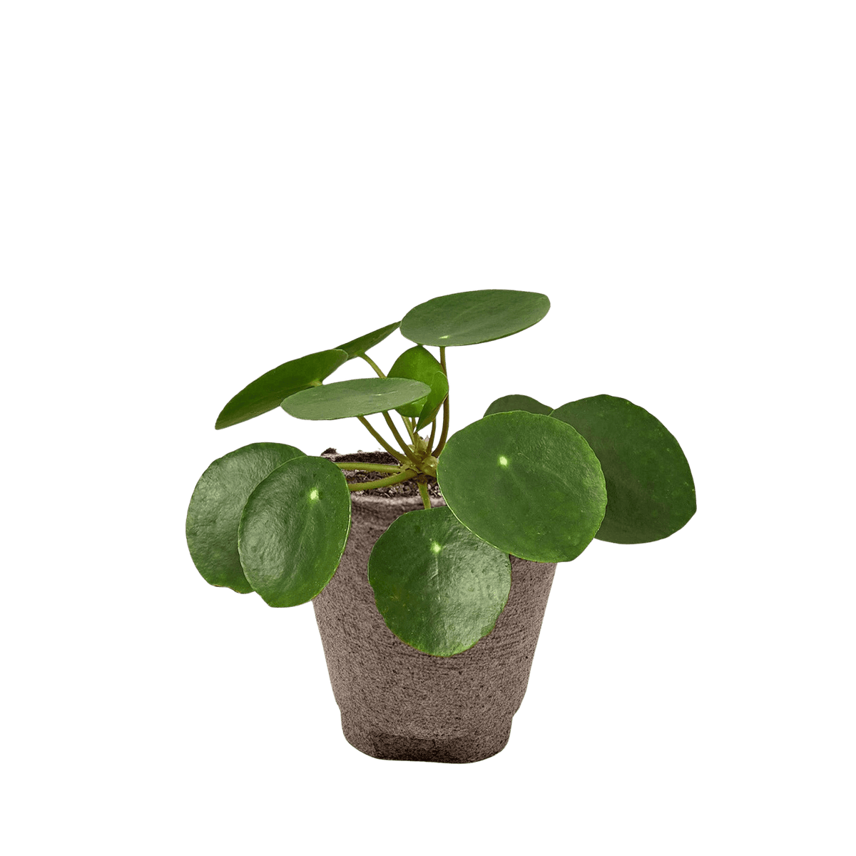 Potted chinese money plant with round green leaves on a white background