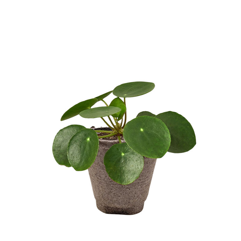 Potted chinese money plant with round green leaves on a white background