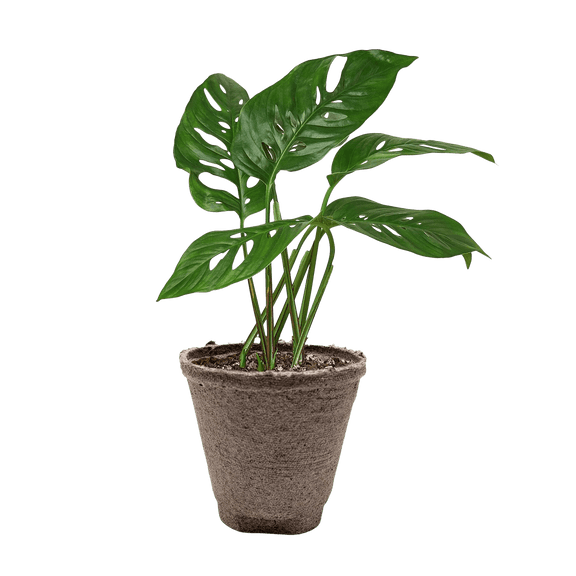 Monstera Adansonii Swiss Cheese plant with perforated heart-shaped leaves in 4-inch cow pot