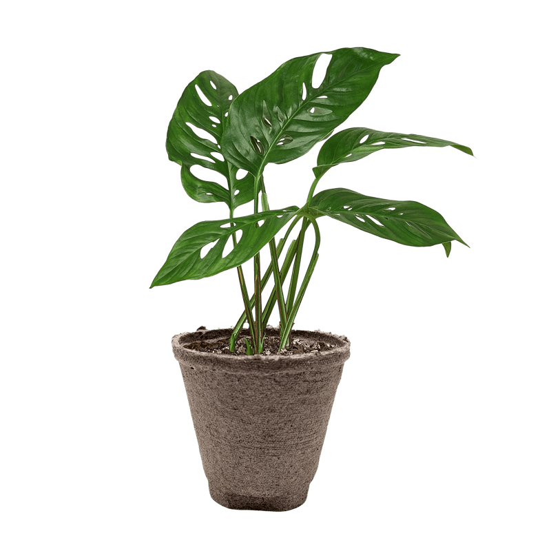 Monstera Adansonii Swiss Cheese plant with perforated heart-shaped leaves in 4-inch cow pot