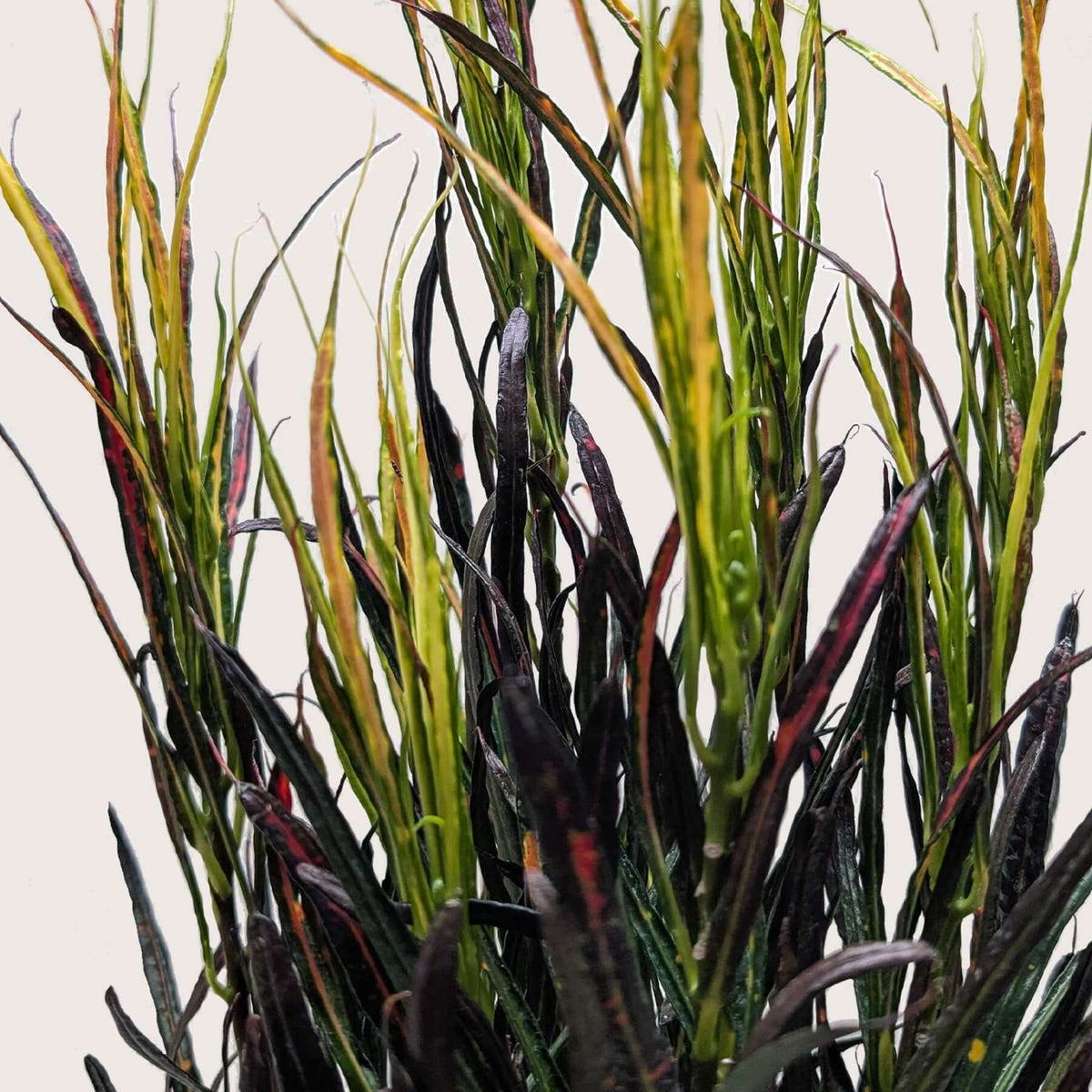 Croton 'Picasso'