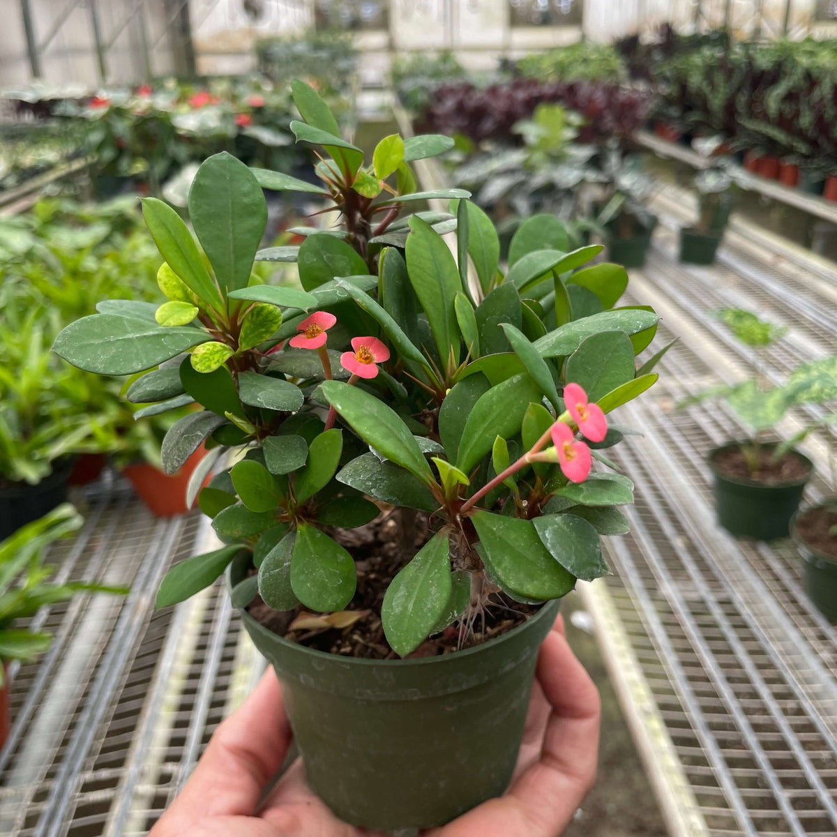 Small potted plant held in a greenhouse setting with other plants in the background