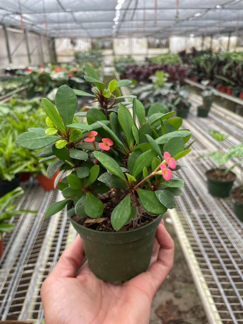 Small potted plant held in a greenhouse setting with other plants in the background