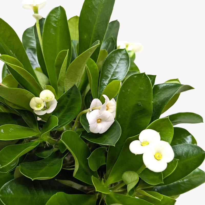 Crown of Thorns white flowering succulent easy care drought-tolerant plant