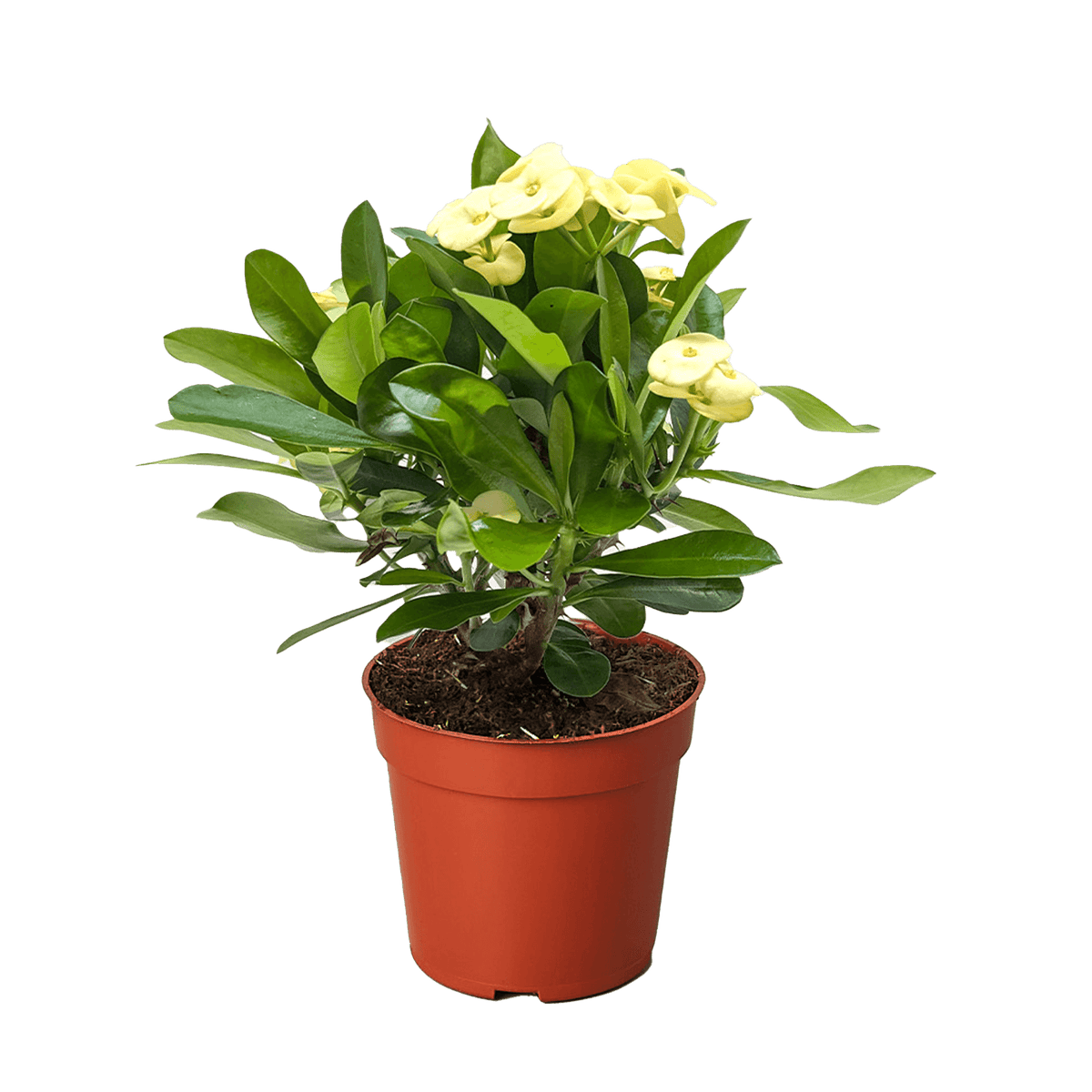 Crown of Thorns red flowering succulent heat-tolerant indoor plant
