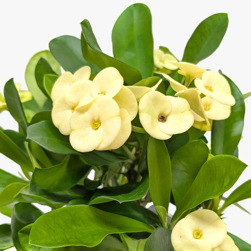 Close-up of Crown of Thorns bright yellow bracts and spiny succulent stems