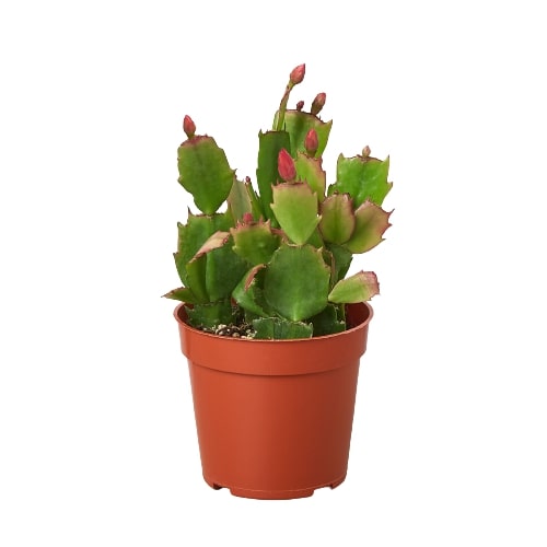 Christmas Cactus | Indoor Plant | All About Planties