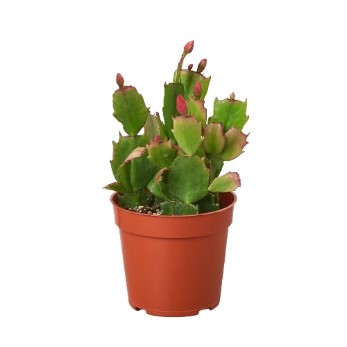 Potted cactus plant with green leaves and red buds on a white background