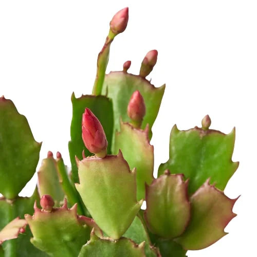 Close up of Christmas Cactus | Indoor Plant | All About Planties