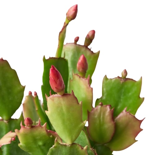 Christmas Cactus plant with green leaves and pink buds on a white background