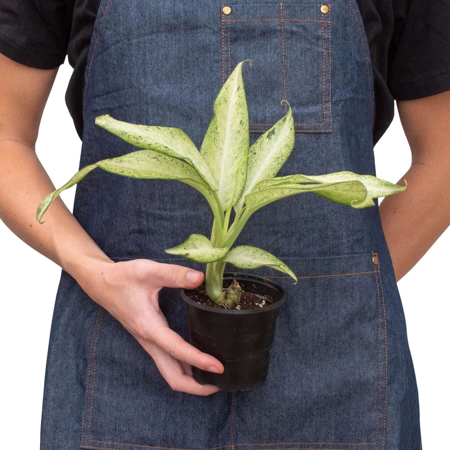dieffenbachia camouflage height Dieffenbachia 'Camouflage' - Large Variegated Air-Purifying Plant