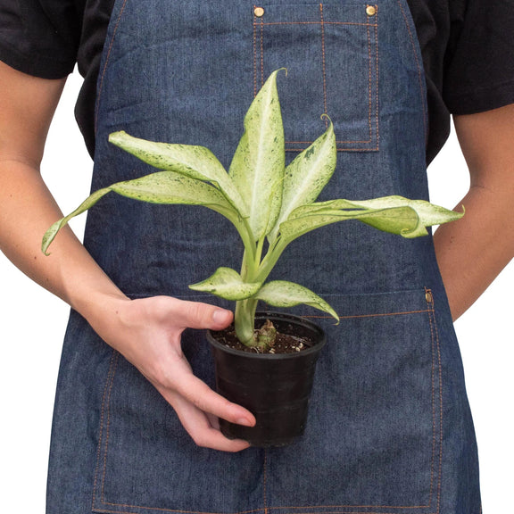 Person holding a dieffenbachia-camouflage plant