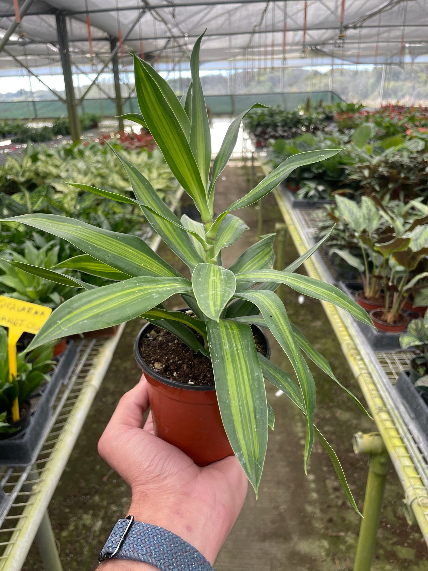 dracaena-song-of-jamaica 4inch pot in a nursery