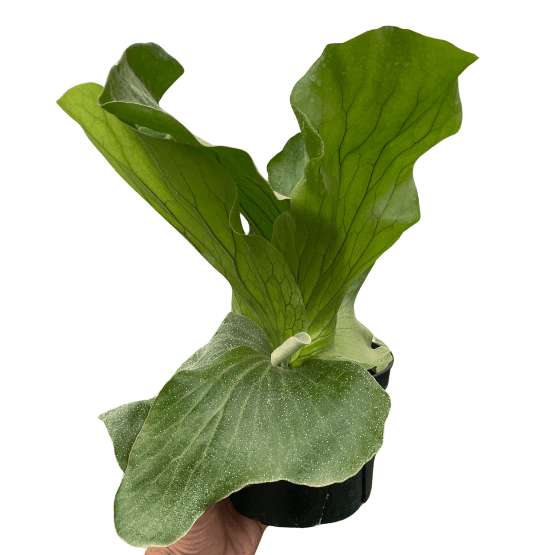 Elephant Fern | Exotic & Easy-Care Houseplant – All About Planties