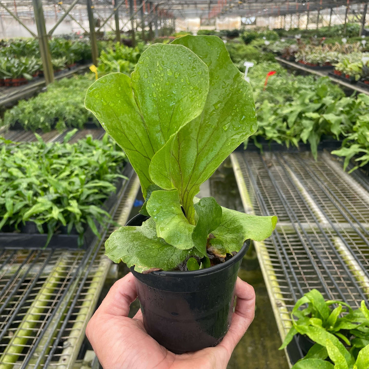 Hand holding a potted plant in a greenhouse setting  | All About Planties™
