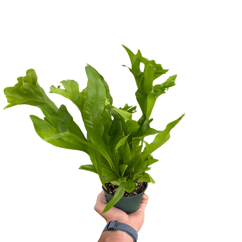 Green Flame fern indoor plant in a hand, showcasing vibrant green fronds and bushy growth  | All About Planties™