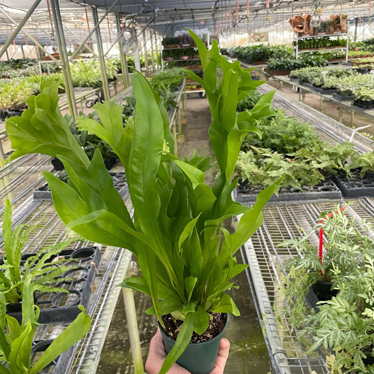 Green Flame fern indoor plant held in a hand inside a greenhouse with lush greenery in the background  | All About Planties™