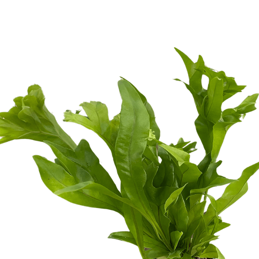 Green Flame fern indoor plant in a hand, showcasing vibrant green fronds and bushy growth  | All About Planties™