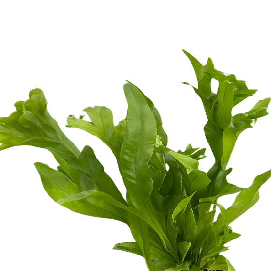 Green Flame fern indoor plant in a hand, showcasing vibrant green fronds and bushy growth  | All About Planties™