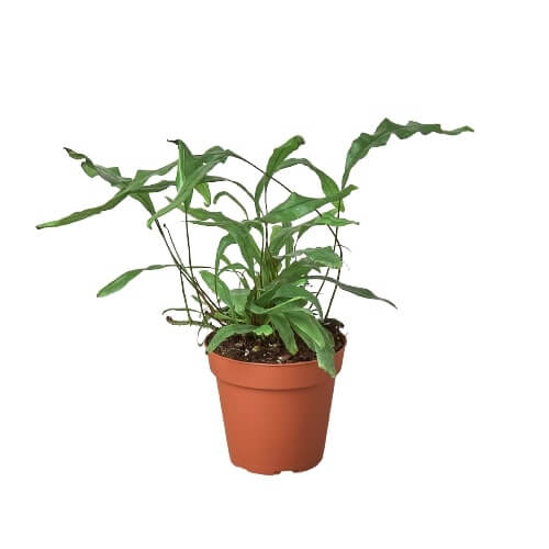 Kangaroo Paw Fern 4Inch pot | Hardy & Unique Houseplant – All About Planties