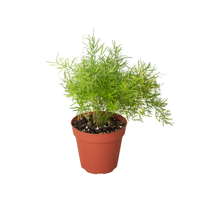 Sprengeri Fern | Lush & Fast-Growing Houseplant – All About Planties