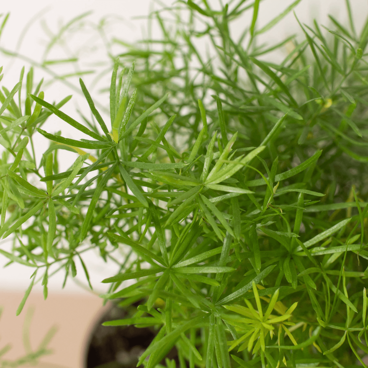Close up of Sprengeri Fern | Lush & Fast-Growing Houseplant – All About Planties