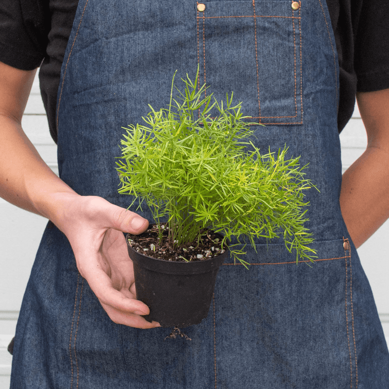 Person holding a Sprengeri Fern | Lush & Fast-Growing Houseplant – All About Planties