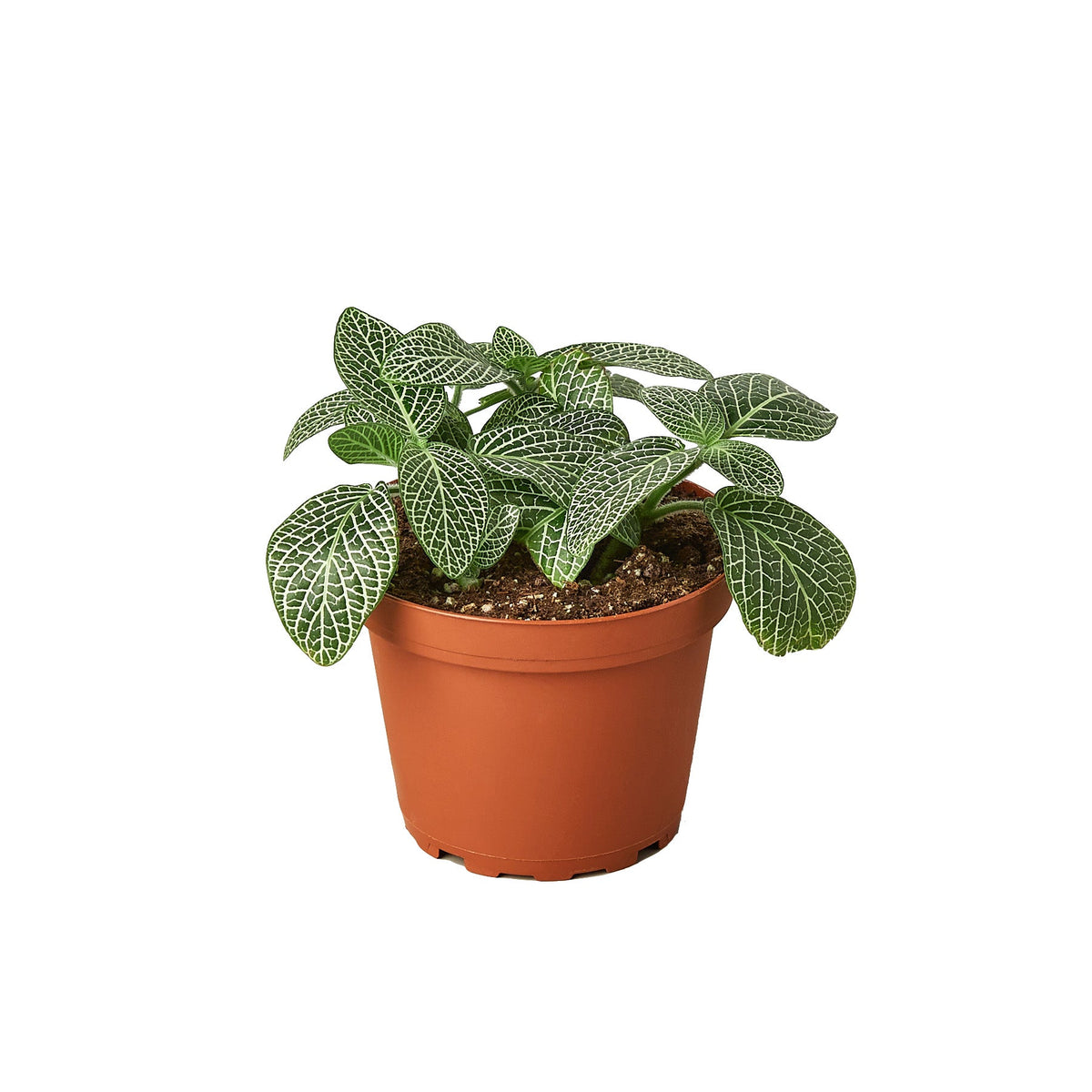 fittonia indoor plant Fittonia White Nerve Plant 4in
