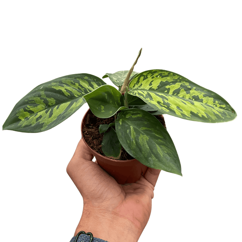 Homalomena 'Camouflage'